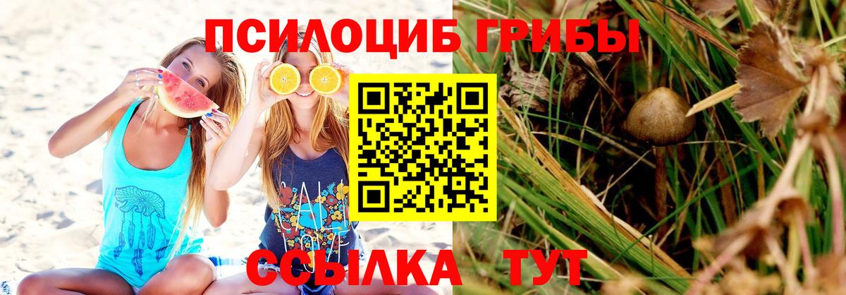 Галлюциногенные грибы Psilocybine cubensis Сорочинск